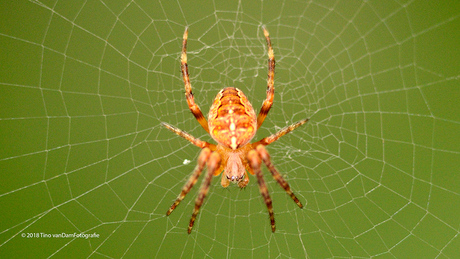 Backyard spider