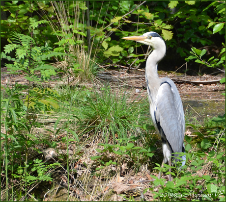 Reiger