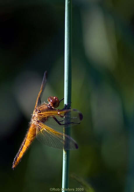 Bruine Korenbout (Libella fulva)