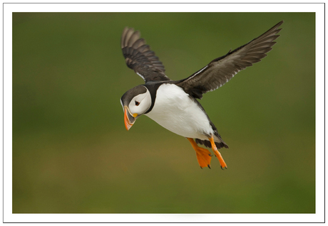 Flying Puffin