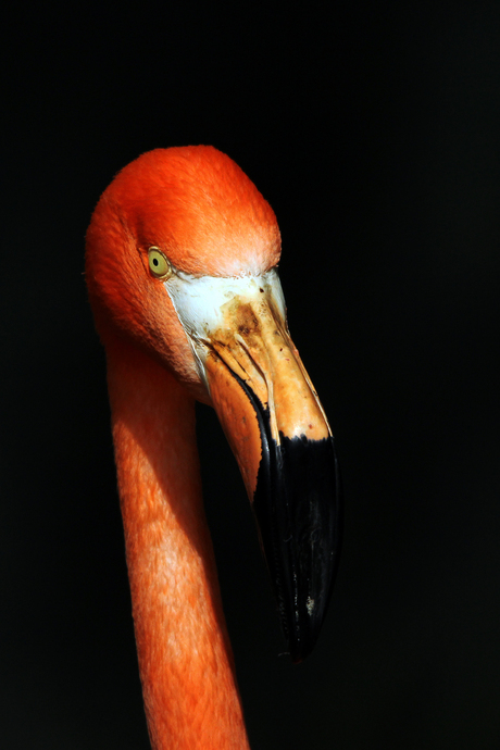 Chilieense flamingo
