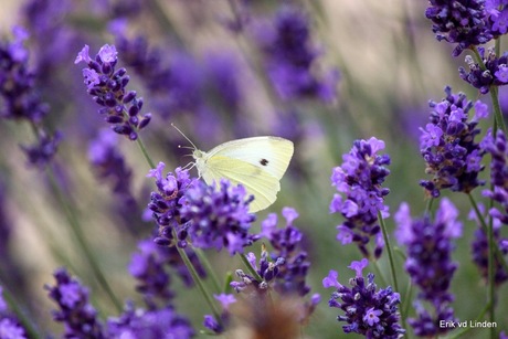 Lavender Butterfly