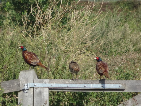 Fazanten op een hek