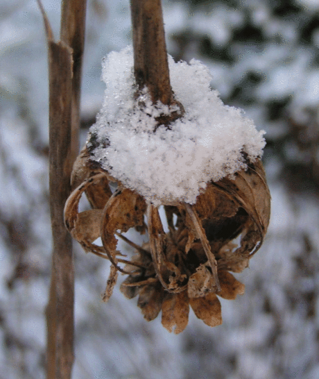 Papaver in de sneeuw