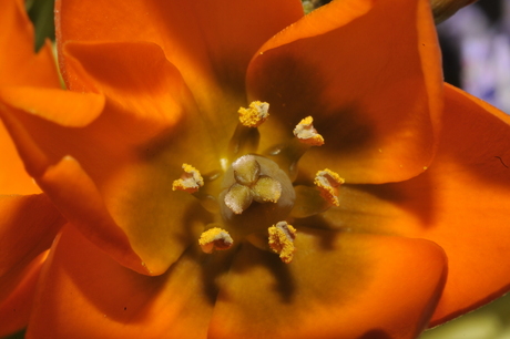 Macro bloem