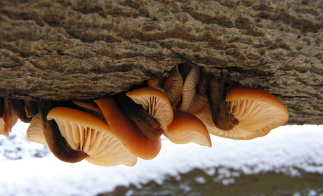 Paddestoelen in de winter