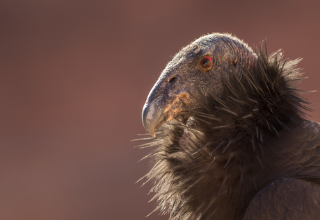 California Condor