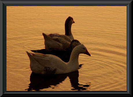 In de avondzon