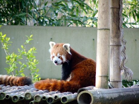 kleine panda