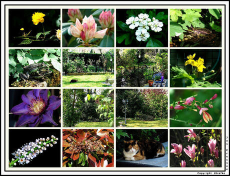 Collage van mijn tuin