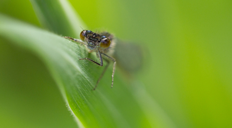 Juffer in het groen