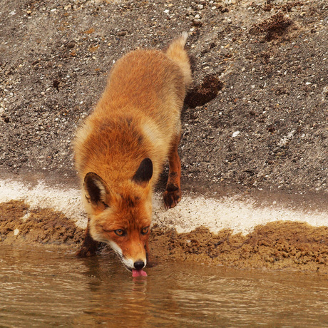 Dorst