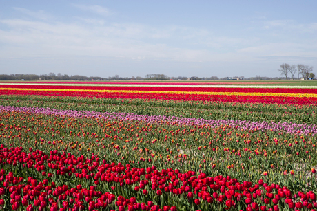 tulpen Noord-Groningen