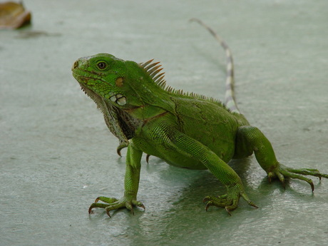 Leguane 3