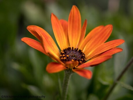 Bloemmetje in de tuin