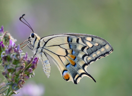 La Farfalla