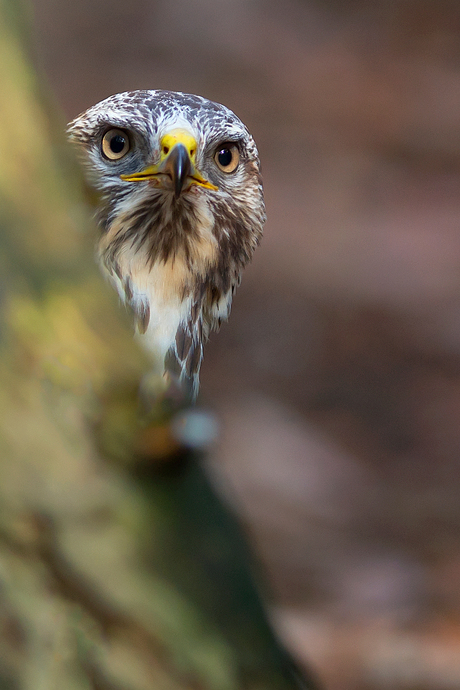 Buizerd