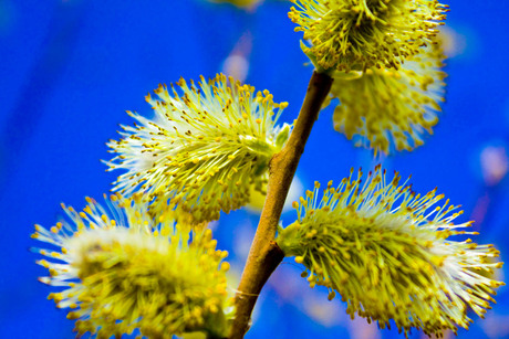 Natuur in april