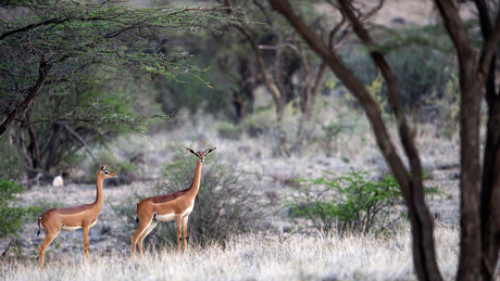 Gerenuks in Shaba - Kenia