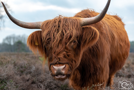 Schotse Hooglander op de Veluwe 3