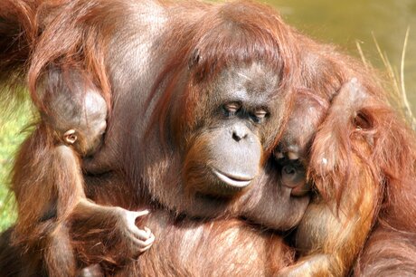 Sandy met Samboja en Dayang