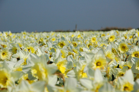 Lente op Texel