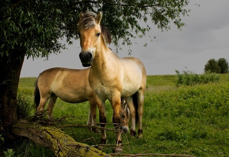 Wild horses I