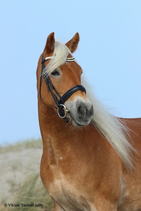 Rozita in de duinen