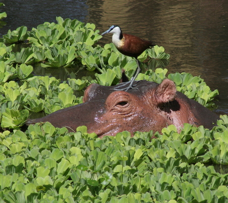 De Hippo foto