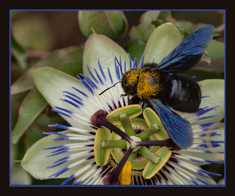 Hommel met Passie!