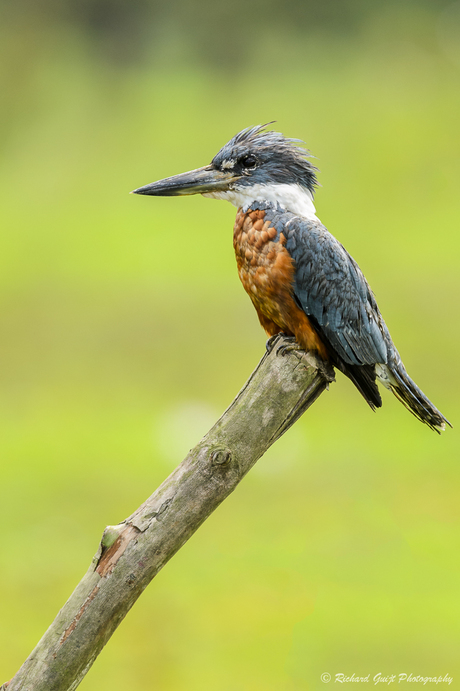 Amerikaanse reuzenijsvogel (Megaceryle torquata)