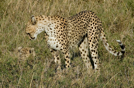 Cheeta moeder leest kleine de les