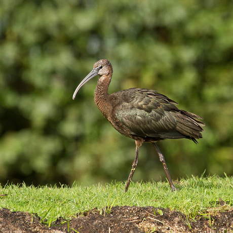 Zwarte ibis