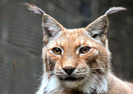 Lynx