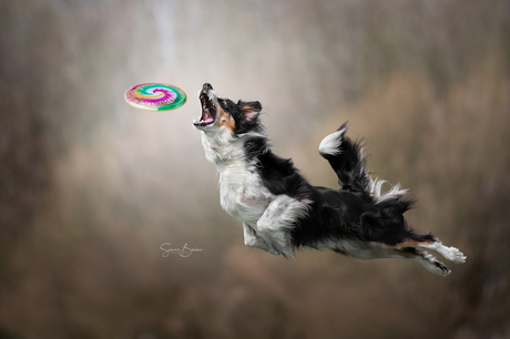 Frisbeehond Chester