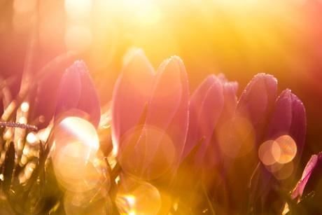 Bloemen in ochtendlicht