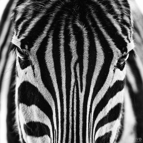 Zebra bw