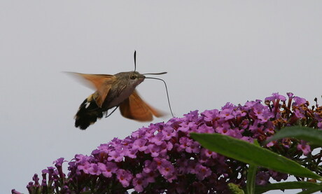 Kolibri vlinder