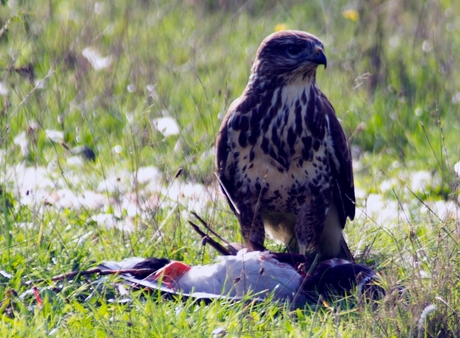 Buizerd eet eend op 1.jpg