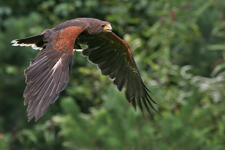 Woestijnbuizerd in vlucht (200ste) ...