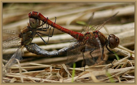 Bruinrood stel