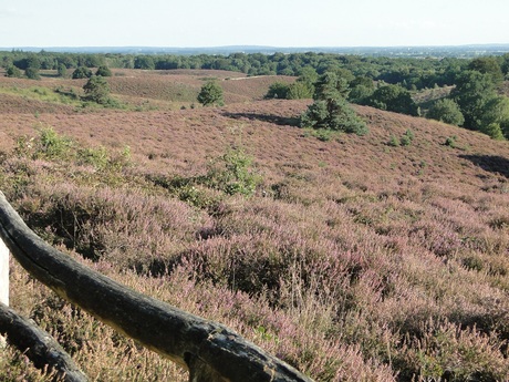 De Posbank om 17.55 uur. De heide is al op zijn retour.