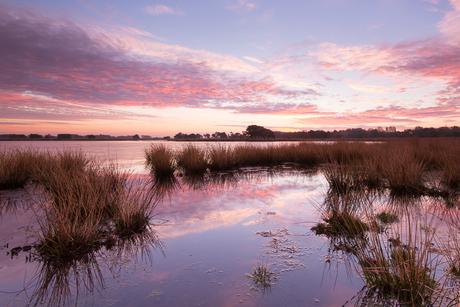 Strabrechtse Heide 231