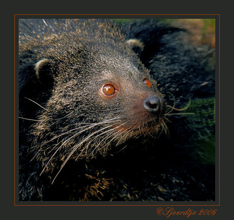 Beermarter (Arctictis Binturong}