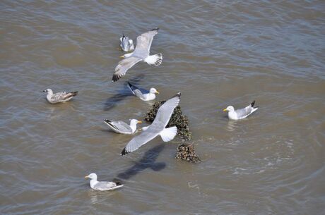 Meeuwen in de Noordzee