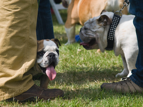 English Bulldog