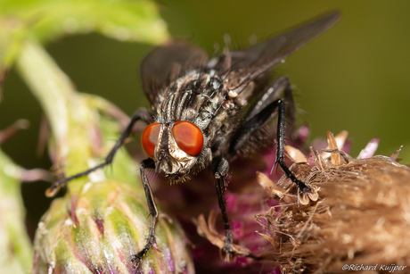 Grijze vleesvlieg (Sarcophaga carnaria)