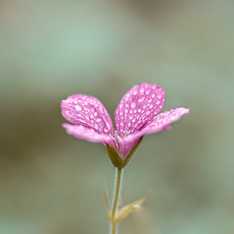 Rain drops