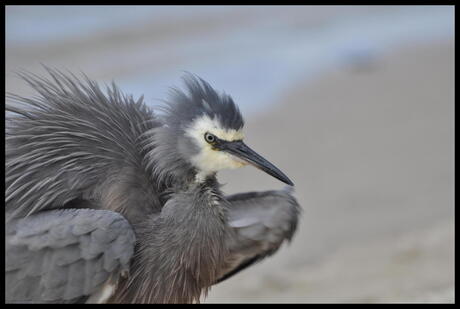 White Faced Heron (Australische reiger)