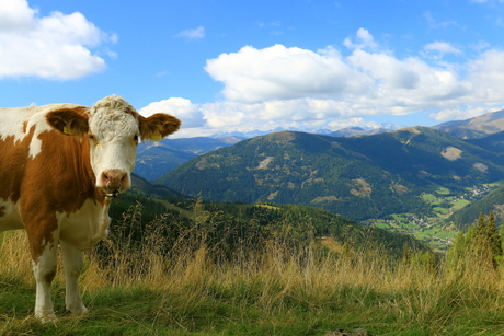 alpen koe
